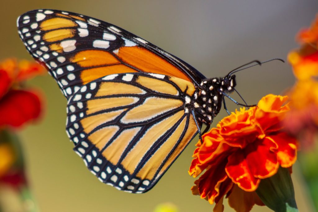 Monarch Butterfly on Flower