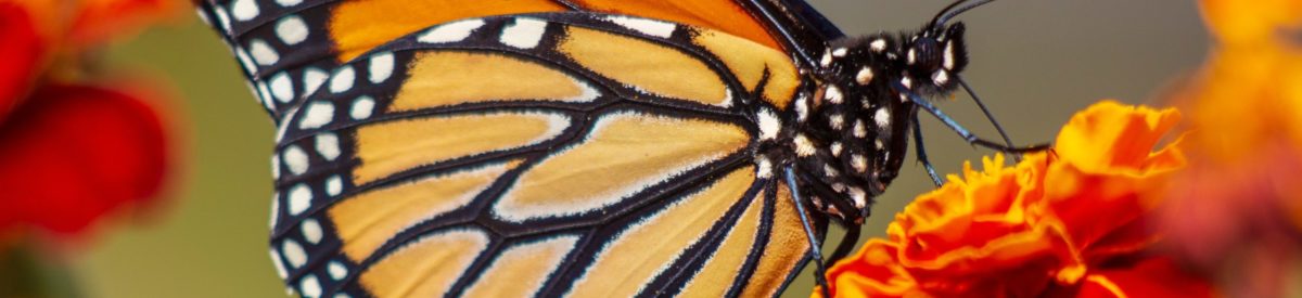 Monarch Butterfly on Flower